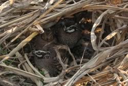 Coveys of wild bobwhite quail Coveys of wild bobwhite quail
