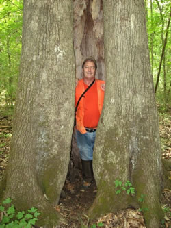 Oaky - Trees in Oaky Woods